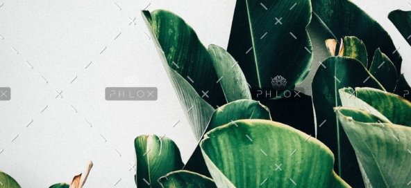 demo-attachment-385-kiki-siepel-787802-unsplash